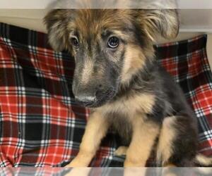 German Shepherd Dog-Unknown Mix Dogs for adoption in HESPERIA, CA, USA