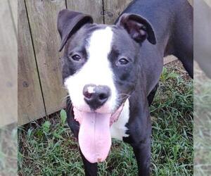 Boxer Dogs for adoption in Hamilton, GA, USA