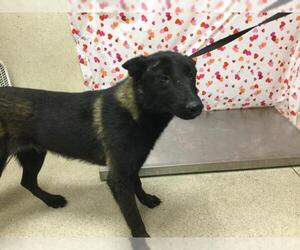 Mutt Dogs for adoption in Riverside, CA, USA