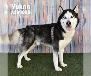 Siberian Husky Dogs for adoption in Conroe, TX, USA