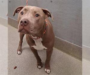 Mutt Dogs for adoption in Las Vegas, NV, USA