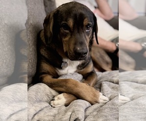 Labrador Retriever-Unknown Mix Dogs for adoption in Anchorage, AK, USA