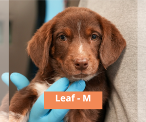 Mutt Dogs for adoption in Brooklyn, NY, USA