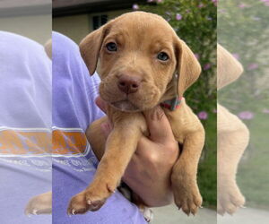 American Pit Bull Terrier-Labrador Retriever Mix Dogs for adoption in Clarkston, MI, USA