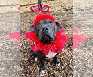 Mutt Dogs for adoption in Clarkesville, GA, USA