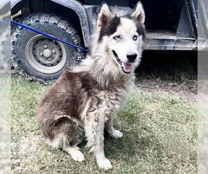 Siberian Husky Dogs for adoption in Houston, TX, USA