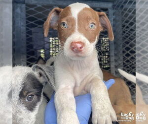 Mutt Dogs for adoption in Washington, DC, USA