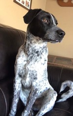 Small German Shorthaired Pointer-Red Heeler Mix