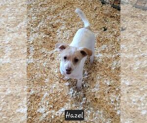 Mutt Dogs for adoption in Granbury, TX, USA