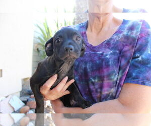 Chihuahua Dogs for adoption in Imperial Beach, CA, USA