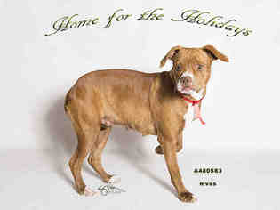 Bogle Dogs for adoption in Moreno Valley, CA, USA