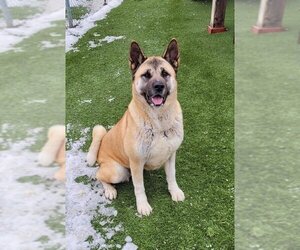 Akita Dogs for adoption in Toronto, Ontario, Canada