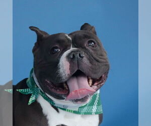 French Bulldog-Unknown Mix Dogs for adoption in Pasadena, CA, USA