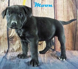 Medium Photo #1 Mastador Puppy For Sale in Griffin, GA, USA