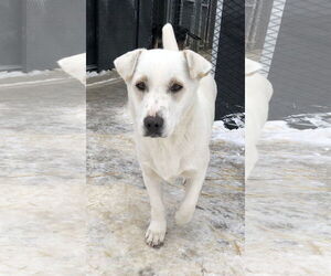 Pembroke Welsh Corgi-Unknown Mix Dogs for adoption in Chinook, MT, USA