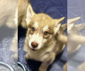 Siberian Husky Dogs for adoption in Matawan, NJ, USA