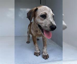 Mutt Dogs for adoption in Houston, TX, USA