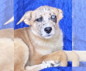 Australian Shepherd-Catahoula Leopard Dog Mix Dogs for adoption in Cuba, NY, USA