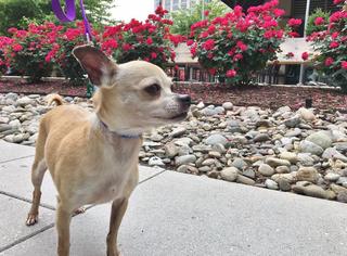 Chihuahua Dogs for adoption in Washington, DC, USA
