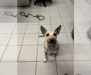 Bull Terrier-German Shepherd Dog Mix Dogs for adoption in Corpus Christi, TX, USA