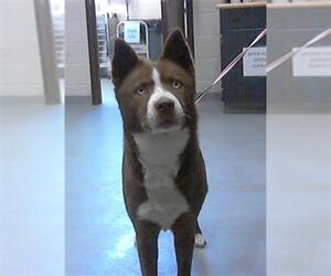 Siberian Husky-Unknown Mix Dogs for adoption in Fayetteville, NC, USA