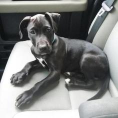 Great Dane Dogs for adoption in Pleasant Hill, CA, USA