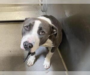 American Pit Bull Terrier Dogs for adoption in Modesto, CA, USA
