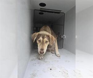 Huskies -Labrador Retriever Mix Dogs for adoption in Houston, TX, USA