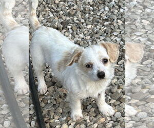 Medium Photo #2 Mutt Puppy For Sale in Rockaway, NJ, USA