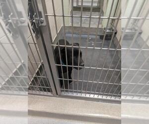 Labrador Retriever-Unknown Mix Dogs for adoption in Upland, CA, USA