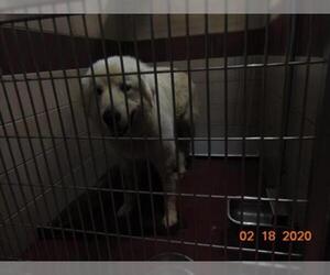 Great Pyrenees Dogs for adoption in Murfreesboro, TN, USA