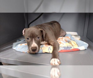 Mutt Dogs for adoption in Downey, CA, USA