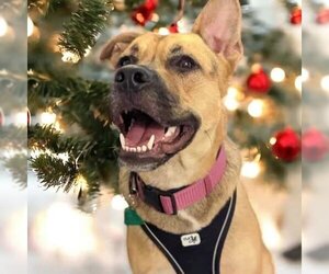 American Pit Bull Terrier-German Shepherd Dog Mix Dogs for adoption in Raeford, NC, USA