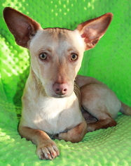 Chi-Corgi Dogs for adoption in Phelan, CA, USA