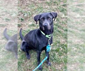 Labrador Retriever-Unknown Mix Dogs for adoption in Center Township, PA, USA