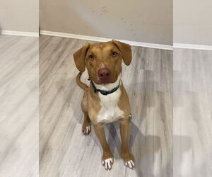 American Pit Bull Terrier-Vizsla Mix Dogs for adoption in Bolivar, MO, USA