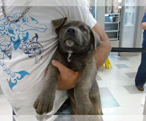 Mutt Dogs for adoption in Oklahoma City, OK, USA