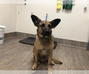 German Shepherd Dog Dogs for adoption in Pasadena, CA, USA