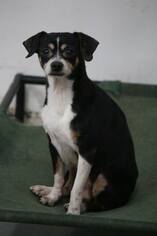 Miniature Pinscher Dogs for adoption in Phoenix , AZ, USA