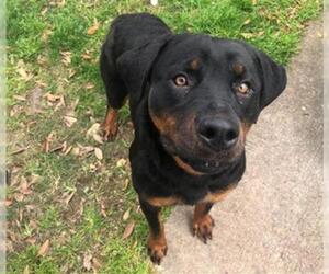 Rottweiler Dogs for adoption in Sugar Land, TX, USA