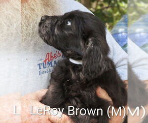 Labrador Retriever-Unknown Mix Dogs for adoption in Aurora, IN, USA