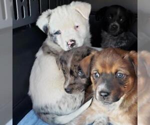 Australian Shepherd Dogs for adoption in Madison, WI, USA