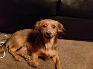 Dachshund Dogs for adoption in Lorena, TX, USA