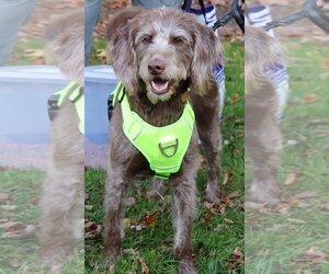 Labradoodle Dogs for adoption in Arlington, VA, USA