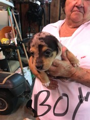 Medium Photo #1 Sheprador Puppy For Sale in SHERBURNE, NY, USA