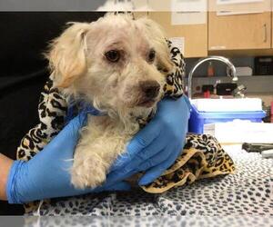 Mutt Dogs for adoption in Riverside, CA, USA