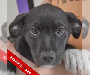Border Collie-Unknown Mix Dogs for adoption in Huntley, IL, USA