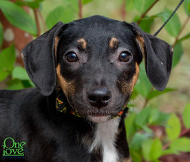 Medium Photo #1 Black and Tan Coonhound-Unknown Mix Puppy For Sale in savannah, GA, USA