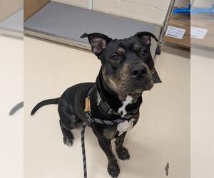 American Staffordshire Terrier-Unknown Mix Dogs for adoption in Center Township, PA, USA