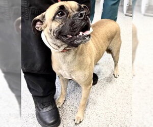 Pug-Unknown Mix Dogs for adoption in Houston, TX, USA